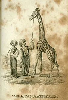 Keeper: The King's Cameleopard -- George IV's giraffe