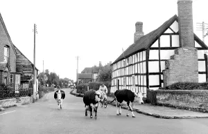 Kingsland: Kingsland, the Village c1955