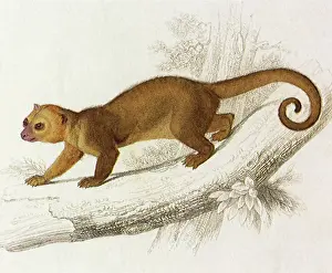 Kinkajou: Kinkajou (Potos caudivolvulus)