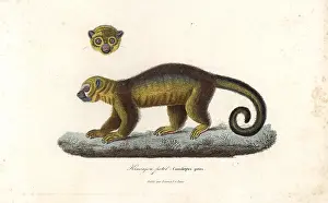 Flavus: Kinkajou, Potos flavus