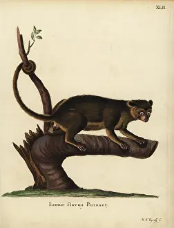 Flavus: Kinkajou, Potos flavus