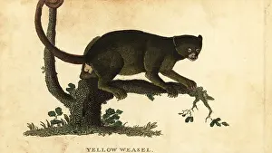 Kinkajou: Kinkajou, Potos flavus