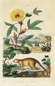 Acarie Baron: Kinkajou and Roselle