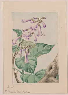 Kiri: Kiri branch with flowers and leaves