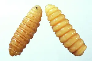 Parasitic: Kirkoestrus minutus, botfly