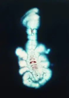 John Cutten: Kirlian scorpion
