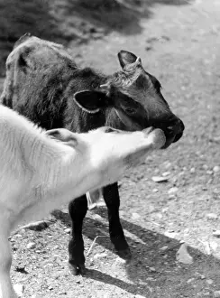 Kissin: KISSING CALVES