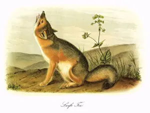 Haunches: Kit FoX