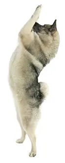 Elkhound: Kita a Norwegian elkhound