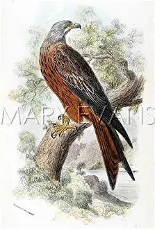 Milvus: KITE (SHARPE)
