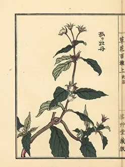 Yamada: Kitsune no botan or Ranunculus silerifolius