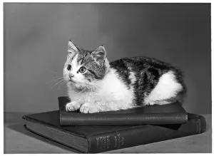 Cats: KITTEN ON BOOKS