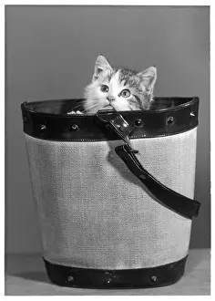Hides: KITTEN IN BUCKET