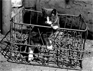 Clamber: KITTEN IN CRATE