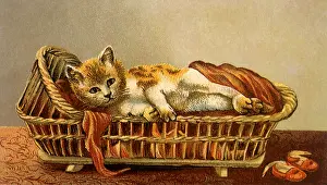 Crib: Kitten in Crib