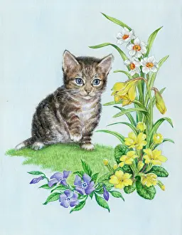 Periwinkle: Kitten with daffodils, primroses and periwinkle