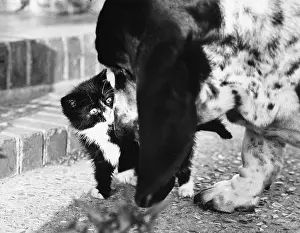 Basset: Kitten and dog