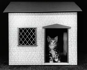 Dollshouse: Kitten in a doll's house