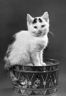 Regally: KITTEN ON DRUM