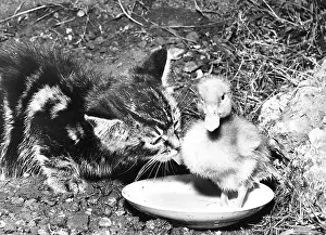 Ducks: Kitten and Duckling