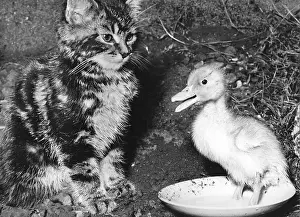 Ducks: Kitten and Duckling