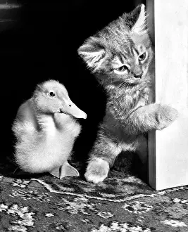 Ducks: Kitten and duckling