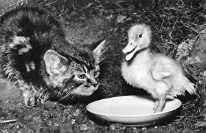 Ducks: Kitten and duckling