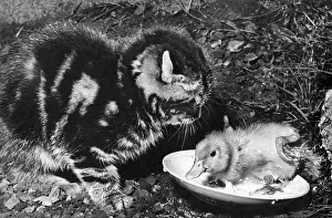 Ducks: Kitten and duckling