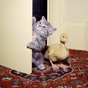 Duckling: Kitten and duckling in the doorway