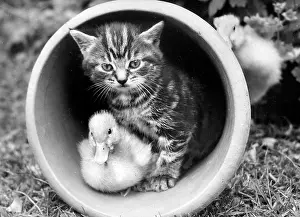 Ducks: Kitten and Duckling in a plant pot