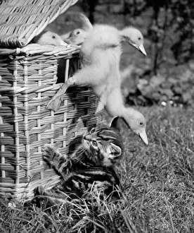 Tabby: Kitten with ducklings falling out of a basket