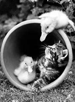 Ducks: Kitten and Ducklings in a plant pot