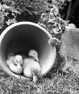 Ducks: Kitten with ducklings in a plant pot