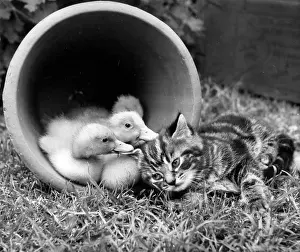 Ducks: Kitten with ducklings in a plant pot