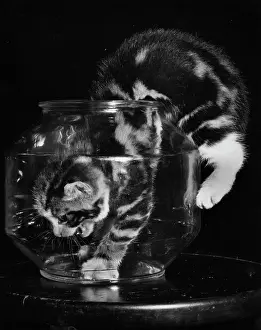 Fishbowl: Kitten explores empty fishbowl