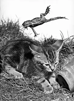 Reptiles: Kitten and Frog