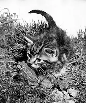 Tabby: Kitten and frog
