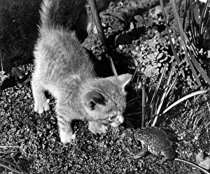 Frogs: Kitten and frog