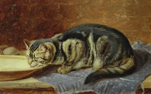 Lapping: Kitten Lapping Milk