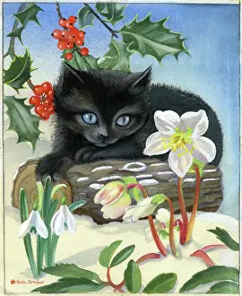Heda: Kitten on a log in the snow