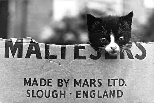 Lovable: Kitten in a Maltesers cardboard box