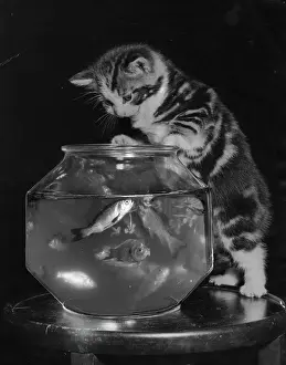 Fascinated: Kitten mesmerised by goldfish
