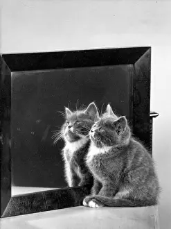 Ignoring: KITTEN AND MIRROR