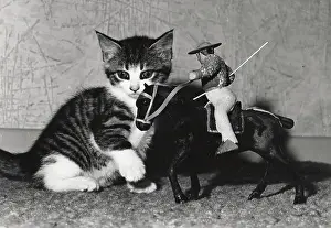 Caballero: Kitten with model of horse and rider