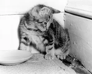 Saucer: Kitten and mouse in the corner of a room