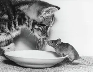 Saucer: Kitten and Mouse with saucer of milk