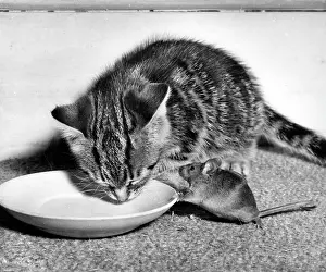 Saucer: Kitten and mouse with saucer of milk