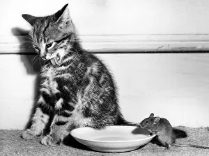 Saucer: Kitten and mouse with saucer of milk