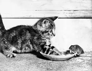 Saucer: Kitten and mouse with saucer of milk
