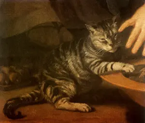 Felines: Kitten being petted